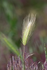 Image showing wild grass inflorescence