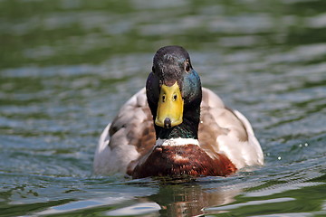 Image showing mallard drake swimming on water