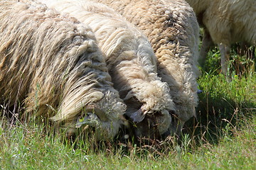 Image showing grazing sheep