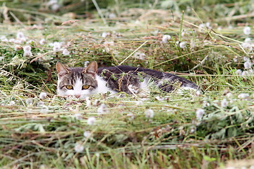 Image showing lesson of camouflage