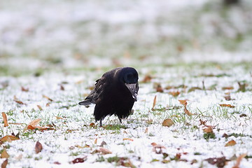 Image showing black crow forraging for some seeds