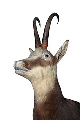 Image showing chamois goat hunting trophy