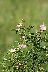 Image showing wild pink rose bush