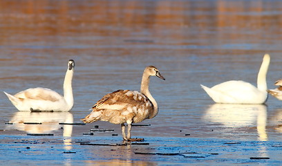 Image showing juvenile mute swan winter image