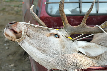 Image showing red deer trophy in truck