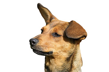 Image showing isolated portrait of cute dog