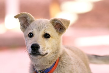 Image showing young puppy portrait