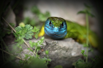 Image showing lacerta viridis in mating season