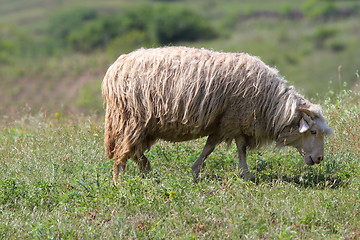 Image showing sheep grazing on green meadow