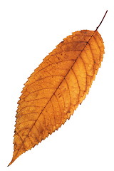 Image showing reddish isolated cherry leaf