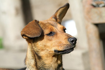 Image showing cute dog portrait