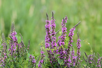 Image showing purple wetland wild  flowers