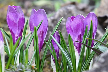 Image showing cultivated blue saffron