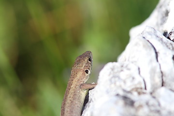 Image showing juvenile lacerta viridis basking on rock