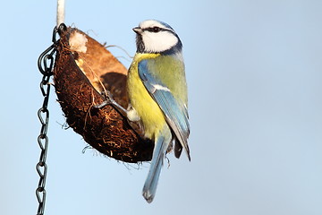 Image showing hungry blue tit on hanging feeder
