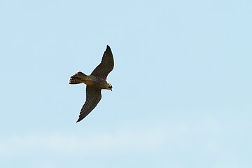 Image showing peregrine falcon in flight