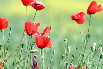 Image showing wild red poppies on meadow