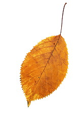 Image showing isolated leaf autumn season