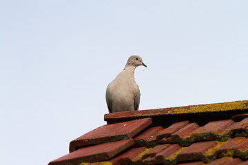 Image showing eurasian collared dove standing on the roof