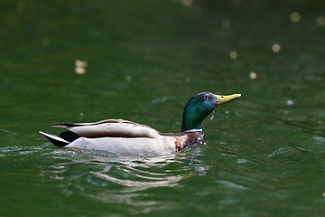 Image showing wild duck raising its head from water