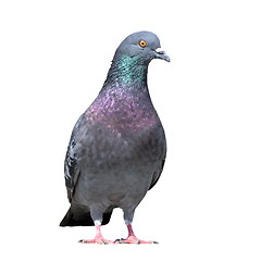 Image showing grey pigeon on white background