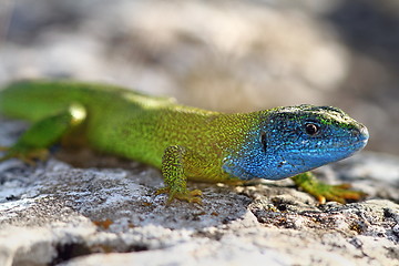 Image showing close-up of lacerta viridis in mating season