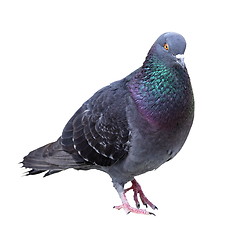 Image showing feral pigeon over white background