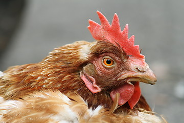 Image showing domestic hen portrait