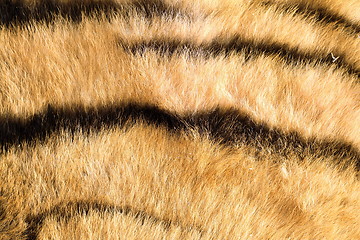 Image showing tiger pelt close up