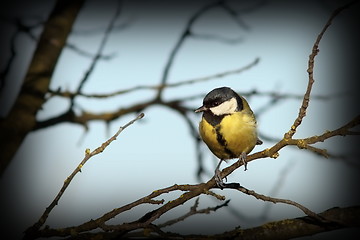 Image showing great tit on a branch in winter