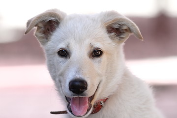 Image showing cute doggy portrait