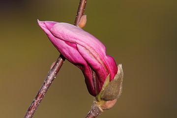 Image showing beautiful flower on magnolia tree