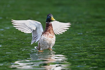Image showing male mallard spreading wings on water
