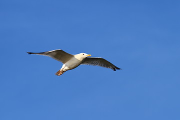 Image showing larus argentatus over blue sky