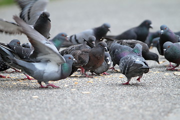 Image showing hungry pigeons on park alley