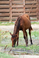 Image showing brown horse grazing at farm