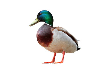 Image showing isolated male mallard duck