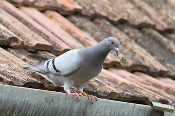 Image showing purebreed pigeon on roof