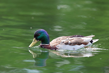 Image showing male water bird on lake