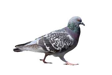 Image showing isolated walking pigeon