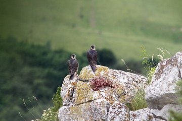 Image showing two falco peregrinus standing on a rock