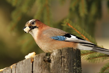 Image showing hungry jay eating bread