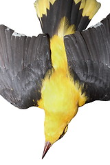 Image showing closeup of eurasian golden oriole