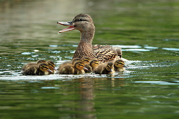 Image showing mother mallard duck on water