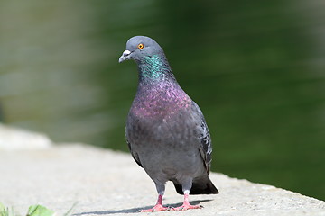 Image showing pigeon standing on park alley near the lake