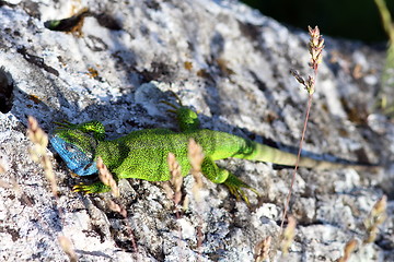 Image showing male Lacerta Viridis