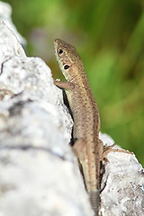 Image showing lacerta viridis  juvenile 