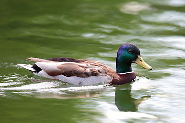 Image showing wild water bird on lake