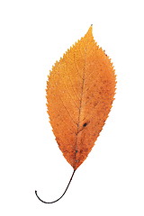 Image showing beautiful orange cherry autumn leaf