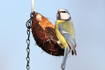 Image showing small wild garden bird on feeder